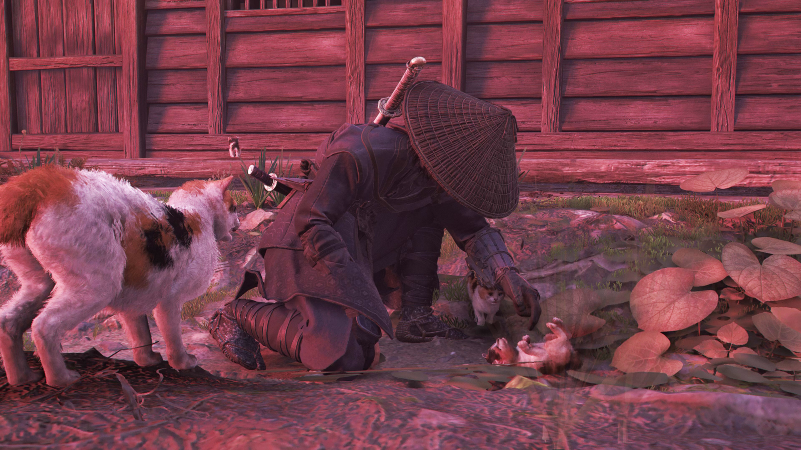 Where to find 'Cat Island' in Assassin's Creed Shadows, image size:1600x900