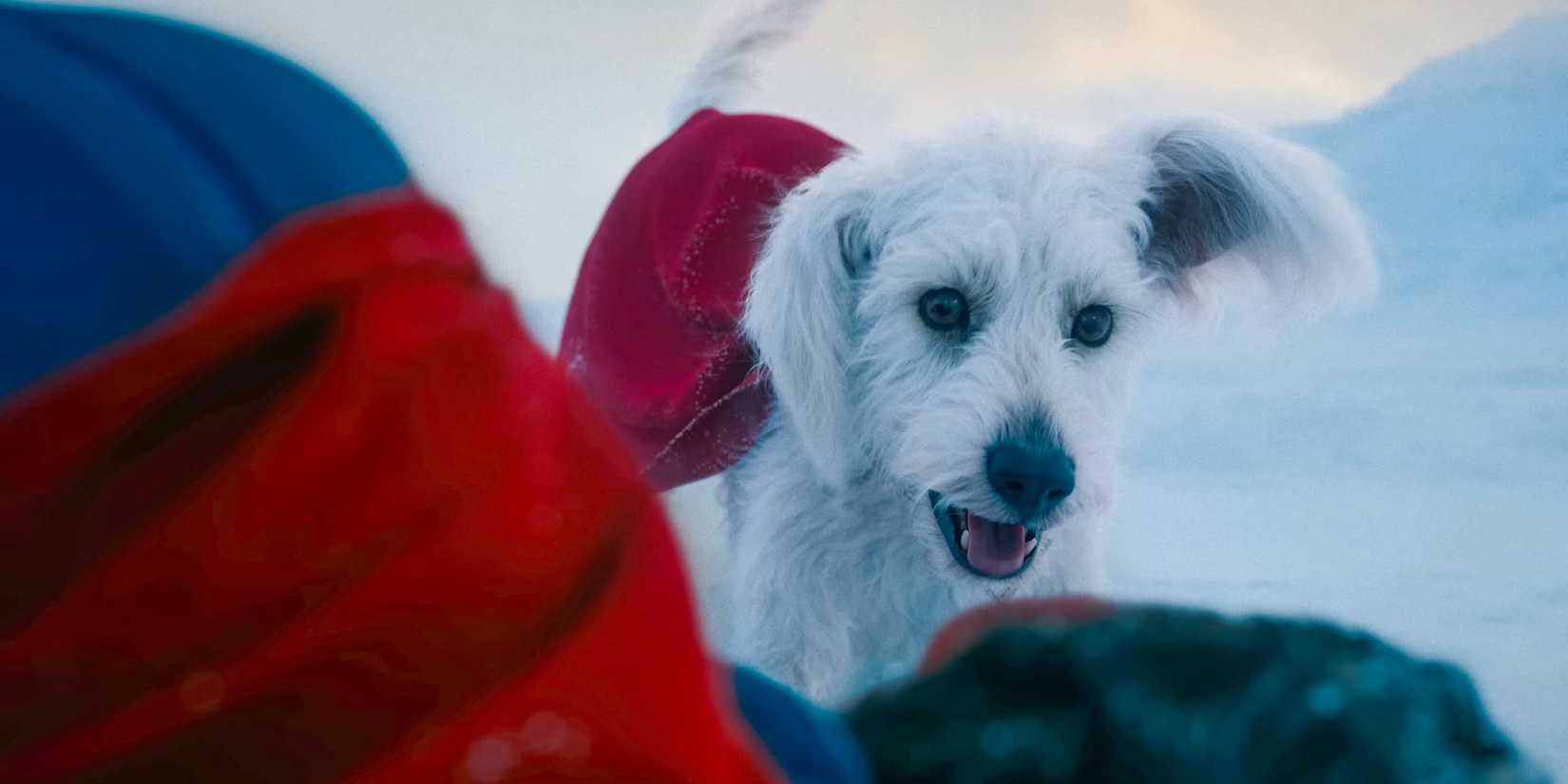 Krypto in Superman 2025