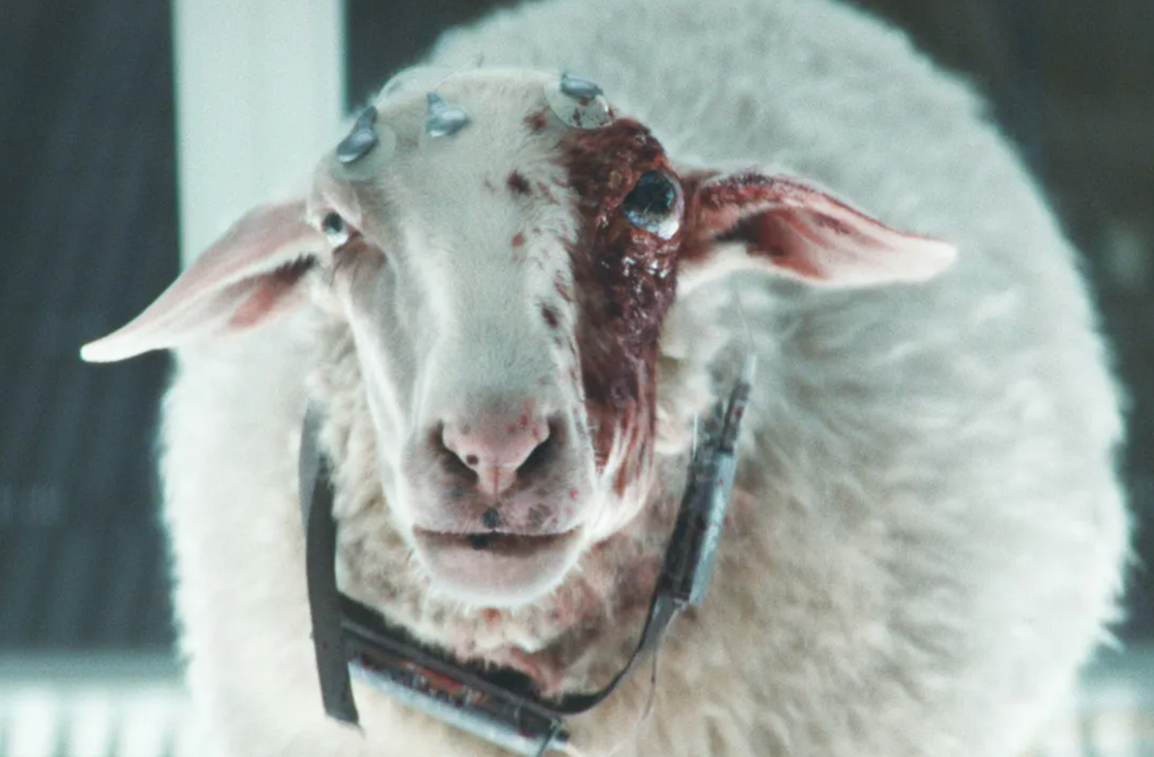 Infected sheep in Alien Earth
