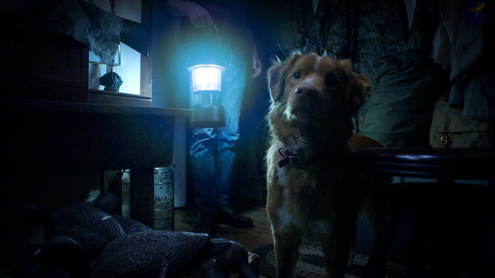 A golden retriever looks into a dark doorway in Good Boy
