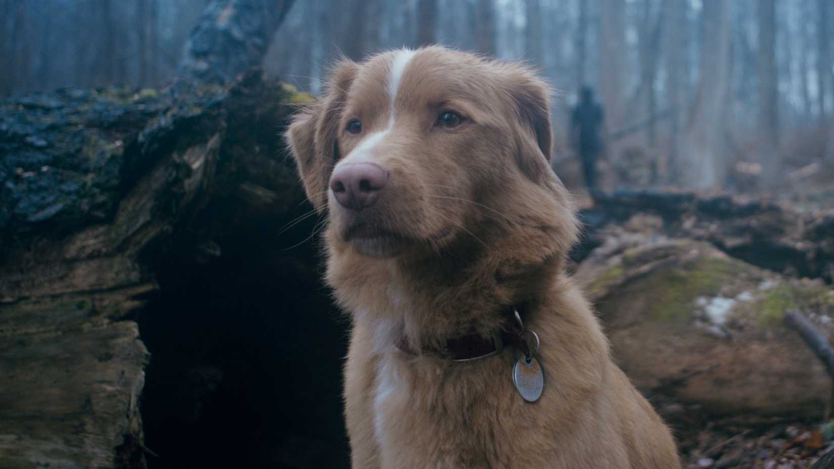 Indy, standing in the woods, with a shoadwy creeping up behind him from GOOD BOY