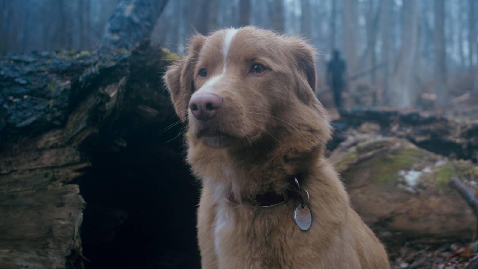 Good Boy Arrives on Shudder for Fans of Spooky Dog Movies