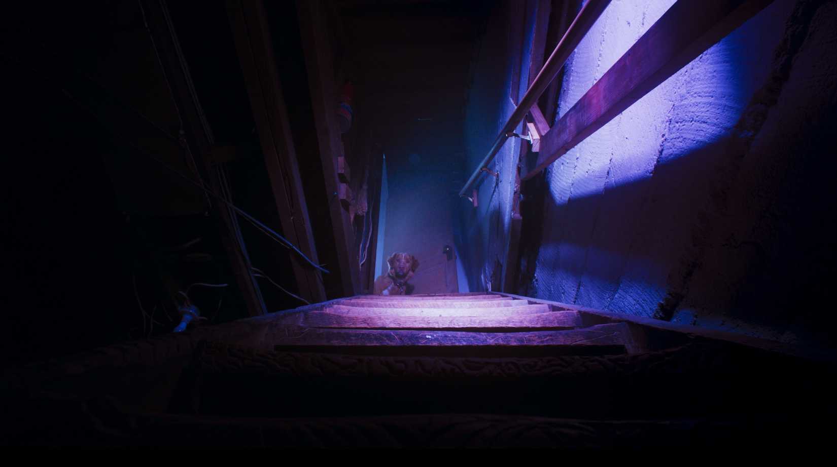 A dog in the dark, looking up from the bottom of the steps of a basement from the film Good Boy