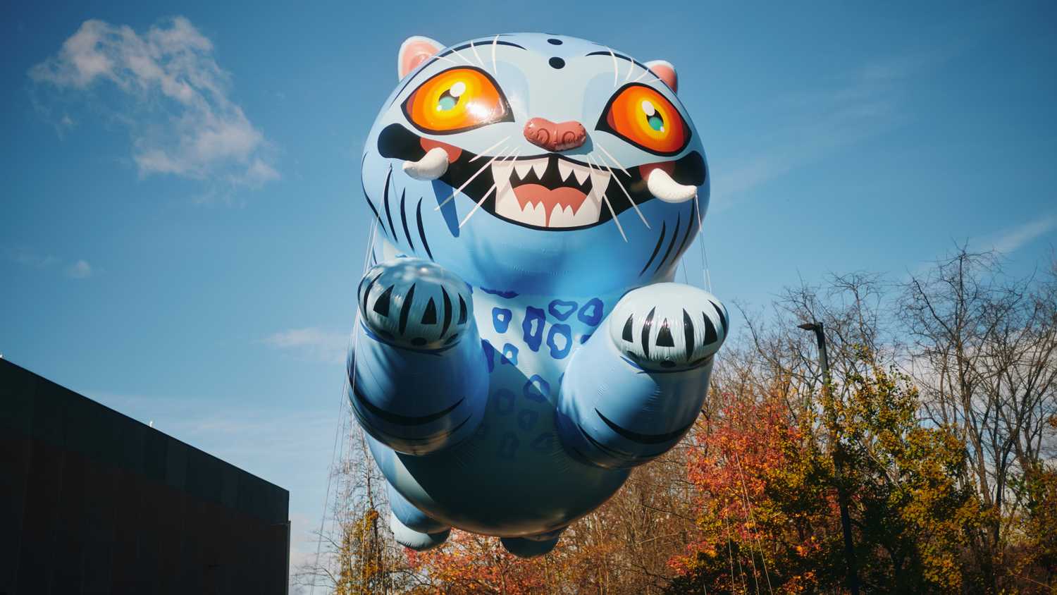 Derpy Tiger & Sussie Test Flight for the 2025 Macy's Thanksgiving Day Parade 08 (Photo Credit_ Macy's)_1