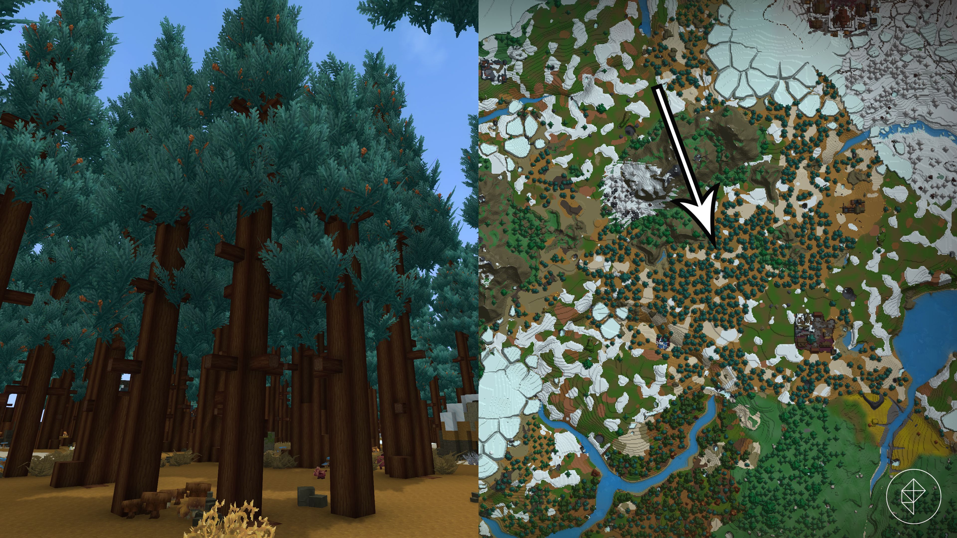Cedar darkwood forest in Hytale — bluish-green pines with cones