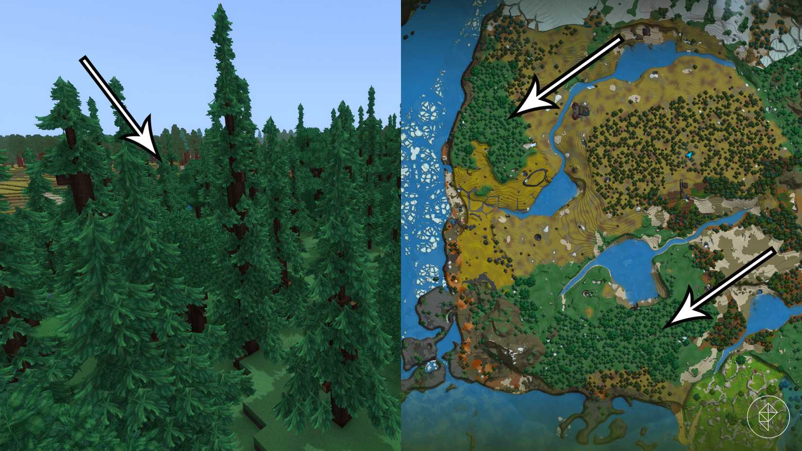 The location of fir hardwood in Hytale.