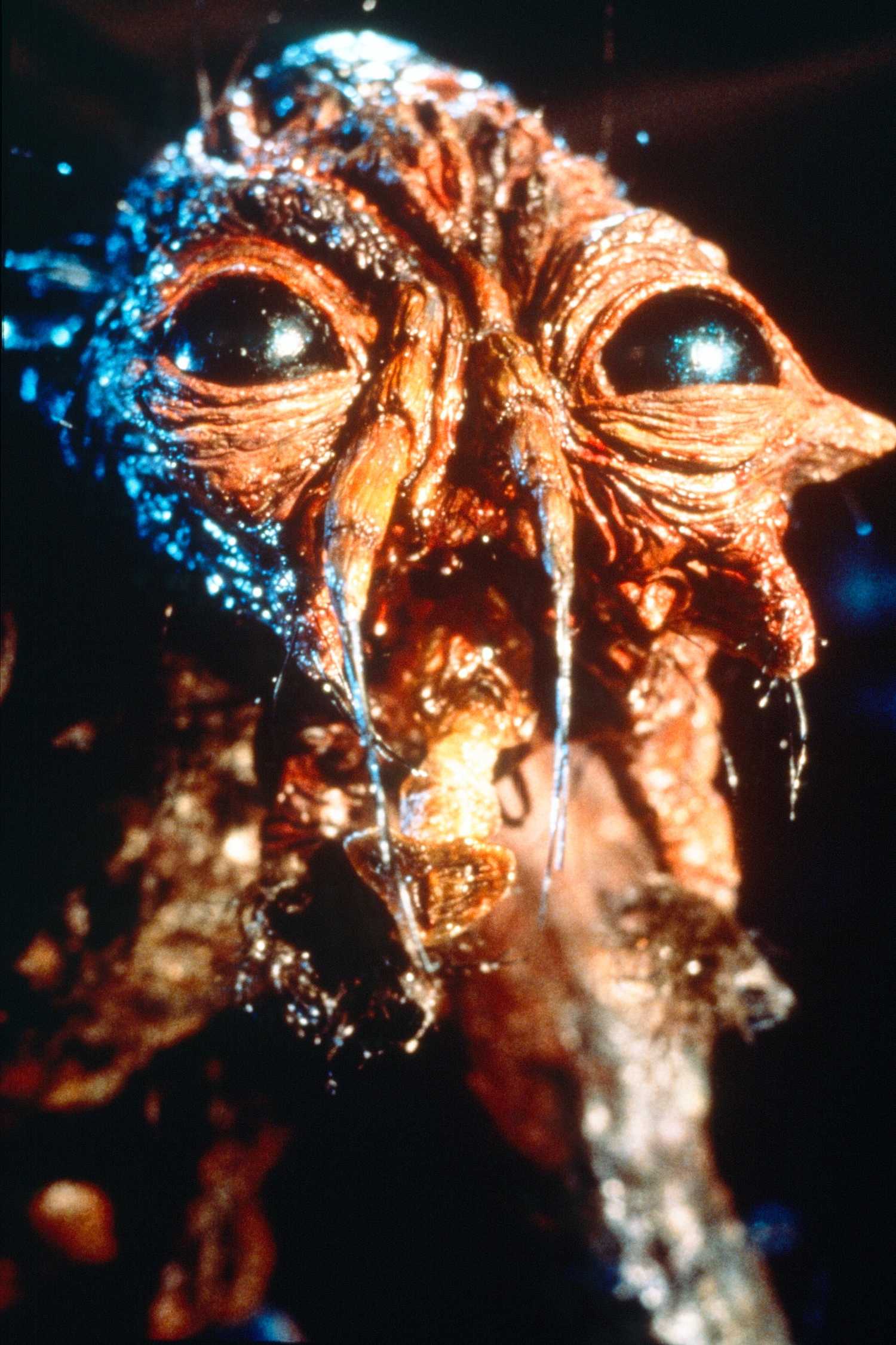 A disgusting, mutated fly/human monster looks up lovingly in David Cronenberg's The Fly