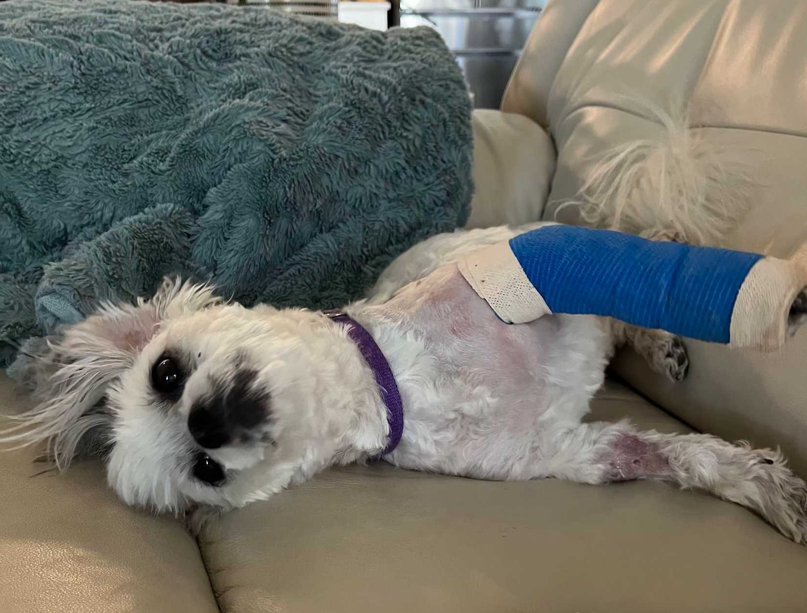 Neva の新しい DLC は、Nomada が緊張した複雑な感情を扱うのがいかに優れているかを示しています Neva の新しい DLC は、Nomada が緊張した複雑な感情を扱うのがいかに優れているかを示しています