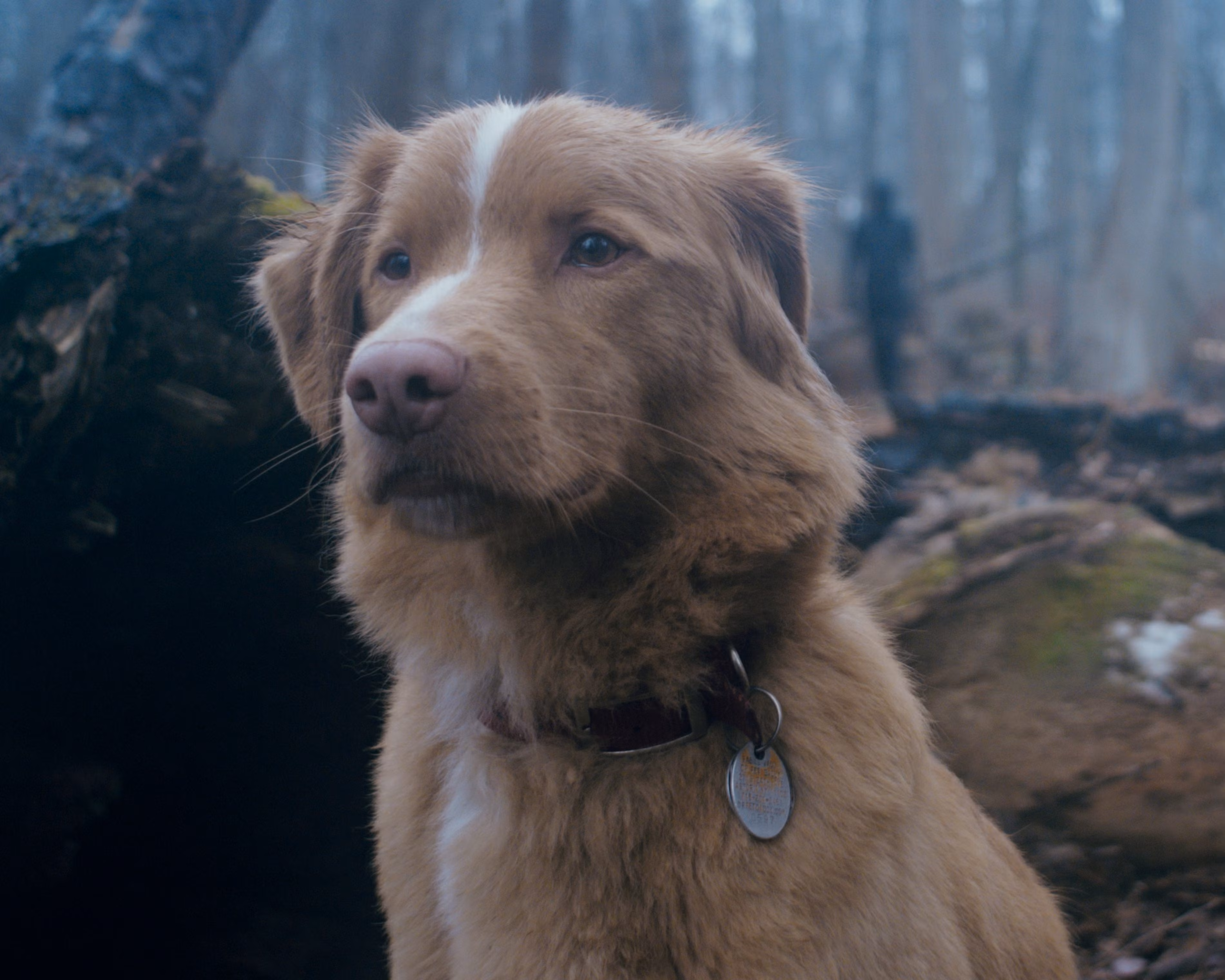 A cute dog (Indy) with brown fur looks off in the distance in Good Boy