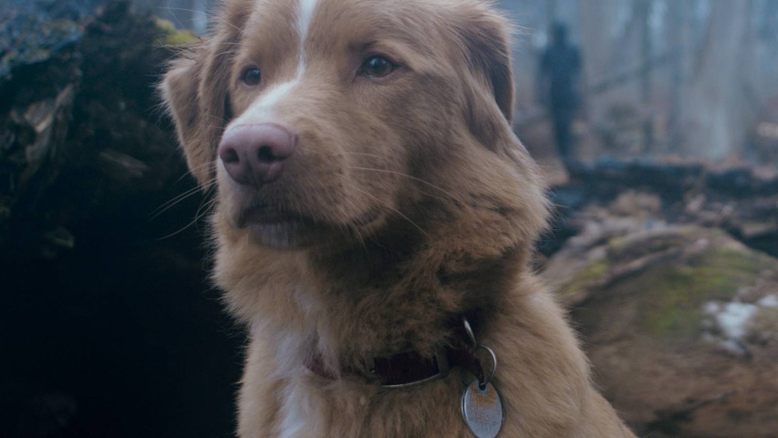 Good Boy on streaming: This subversive 2025 horror movie just landed on Hulu