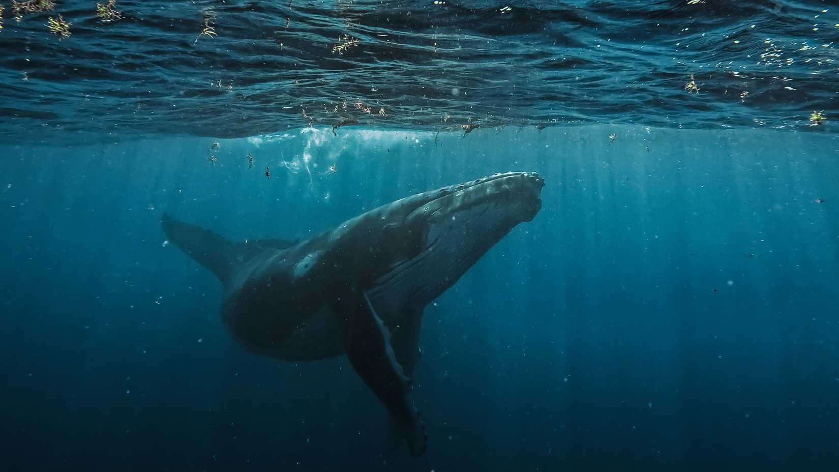 A whale underwater