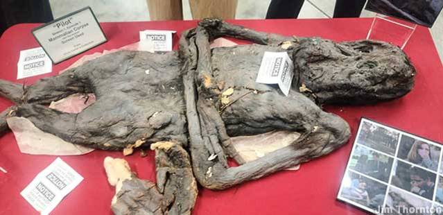 x-files museum corpse