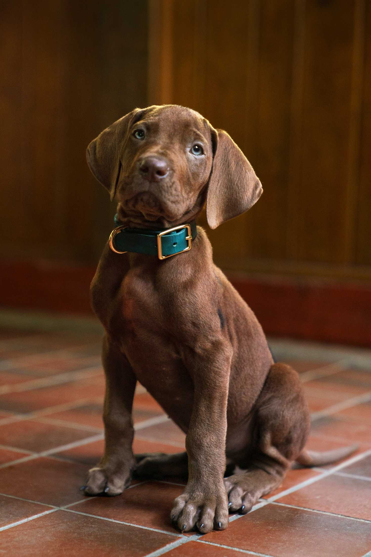 The real Scooby-Doo