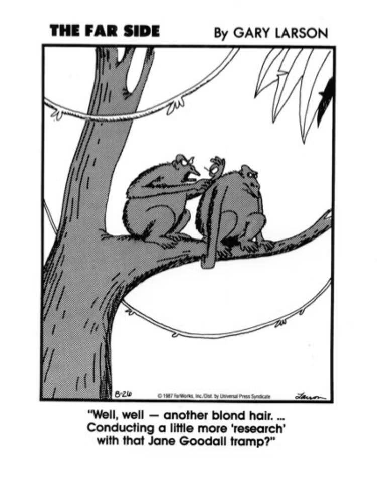 The Far Side Jane Goodall Chimpanzees