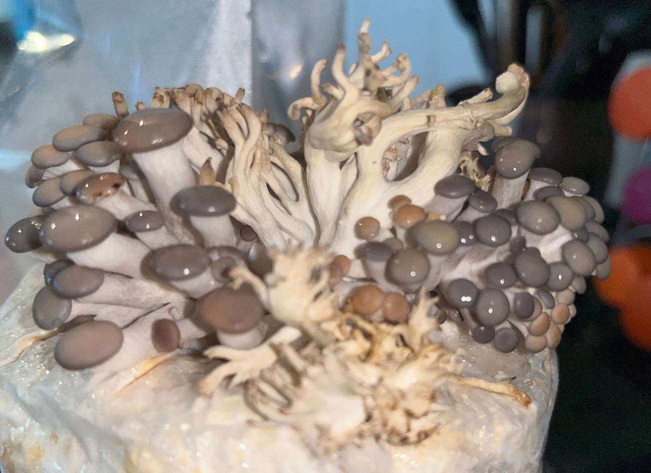 benny-shrooms home grown