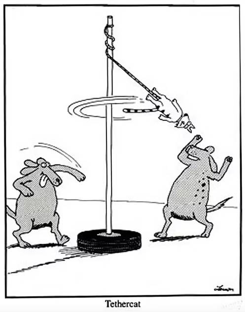the far side cat