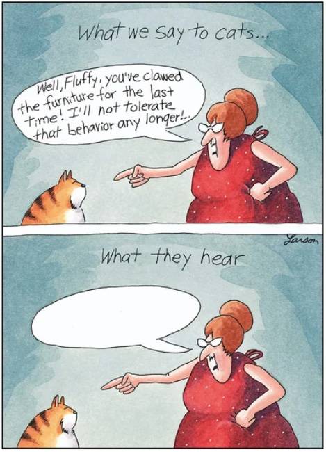 the far side cat