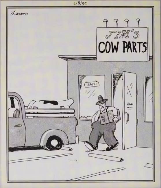 The Far Side cow
