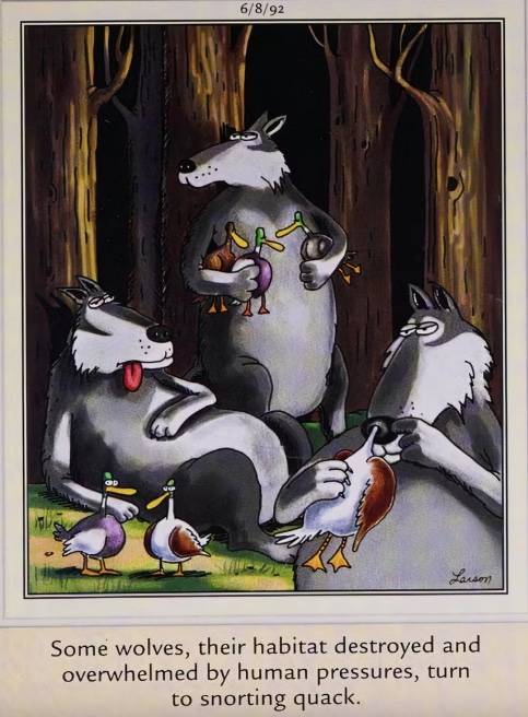 The Far Side wolves ducks