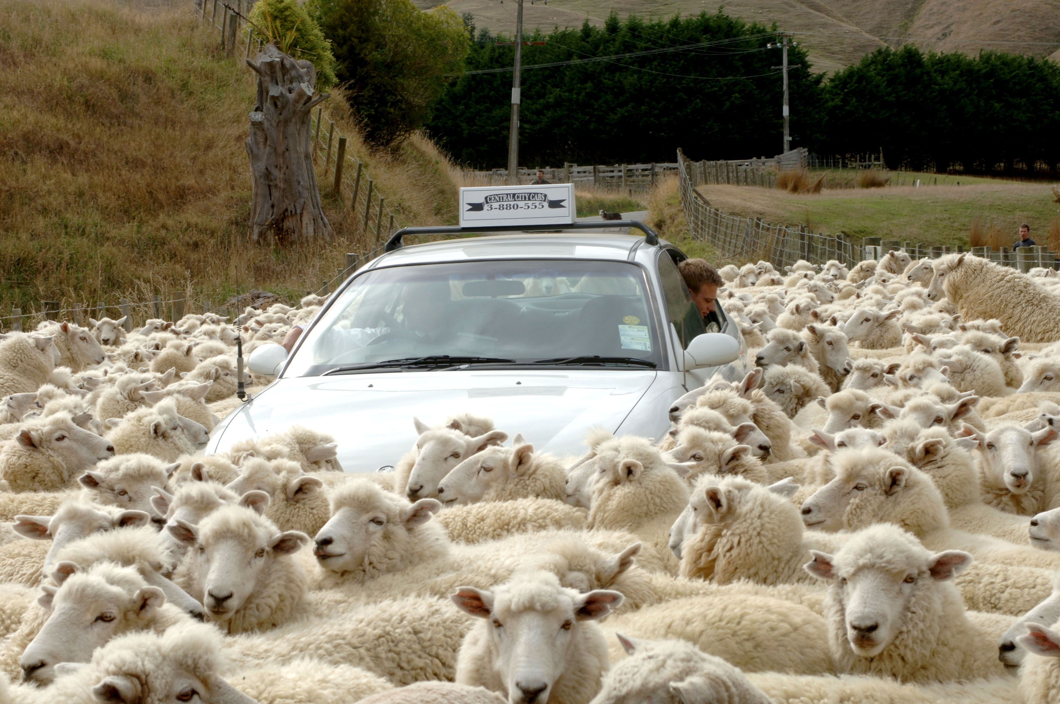 A car is stuck on a road surrounded by sheep.