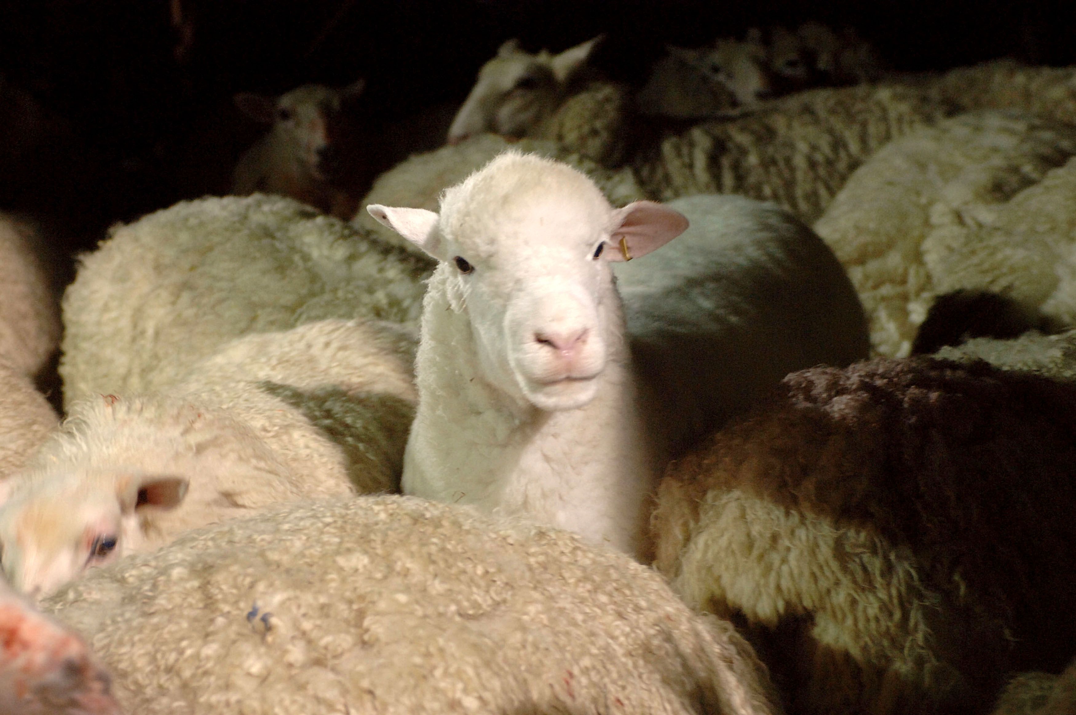 A white, almost translucent sheep sticks its head up from the crowd.