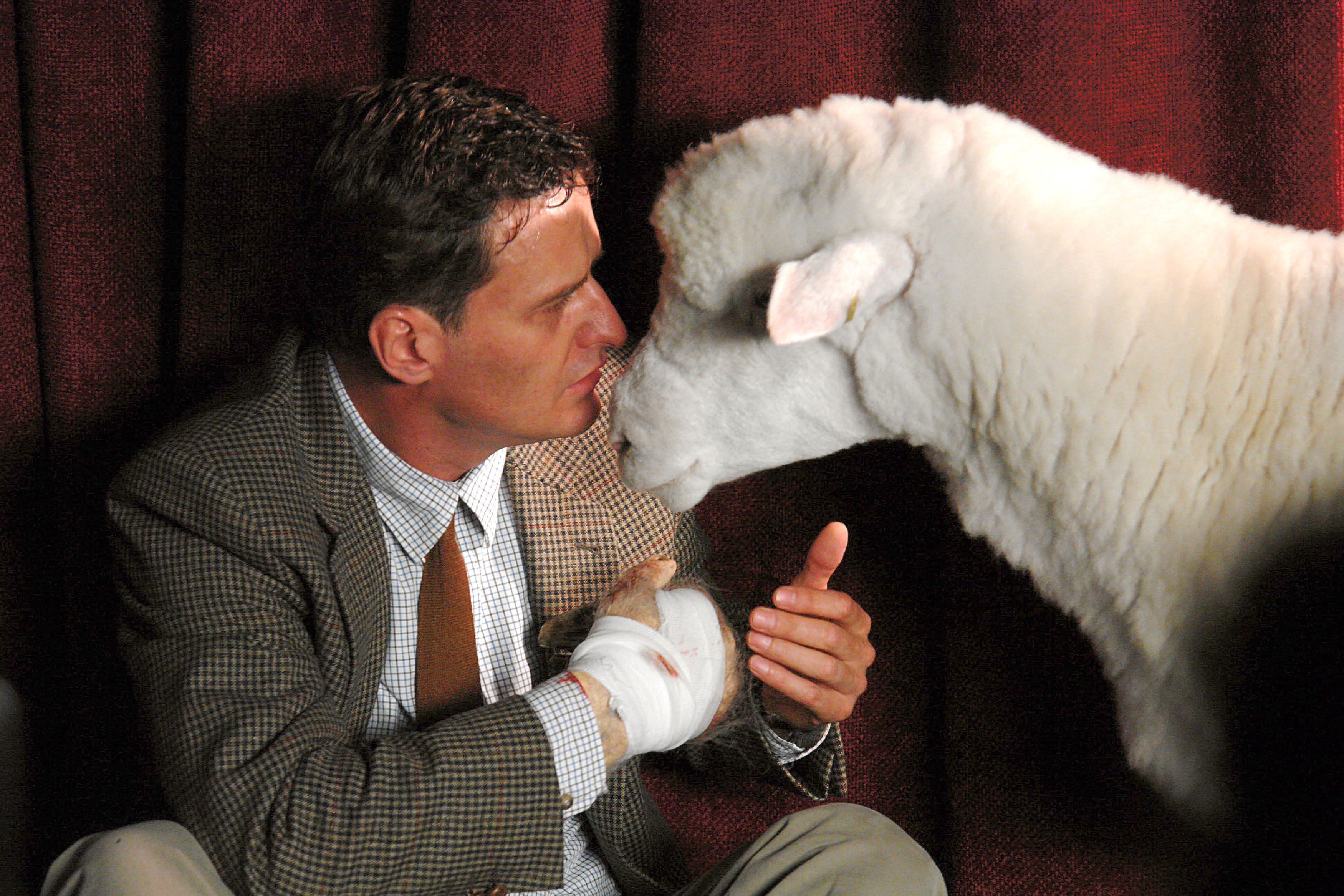 A man in a tweed suit that's wrapped up in bandages gets unnervingly close to a sheep.