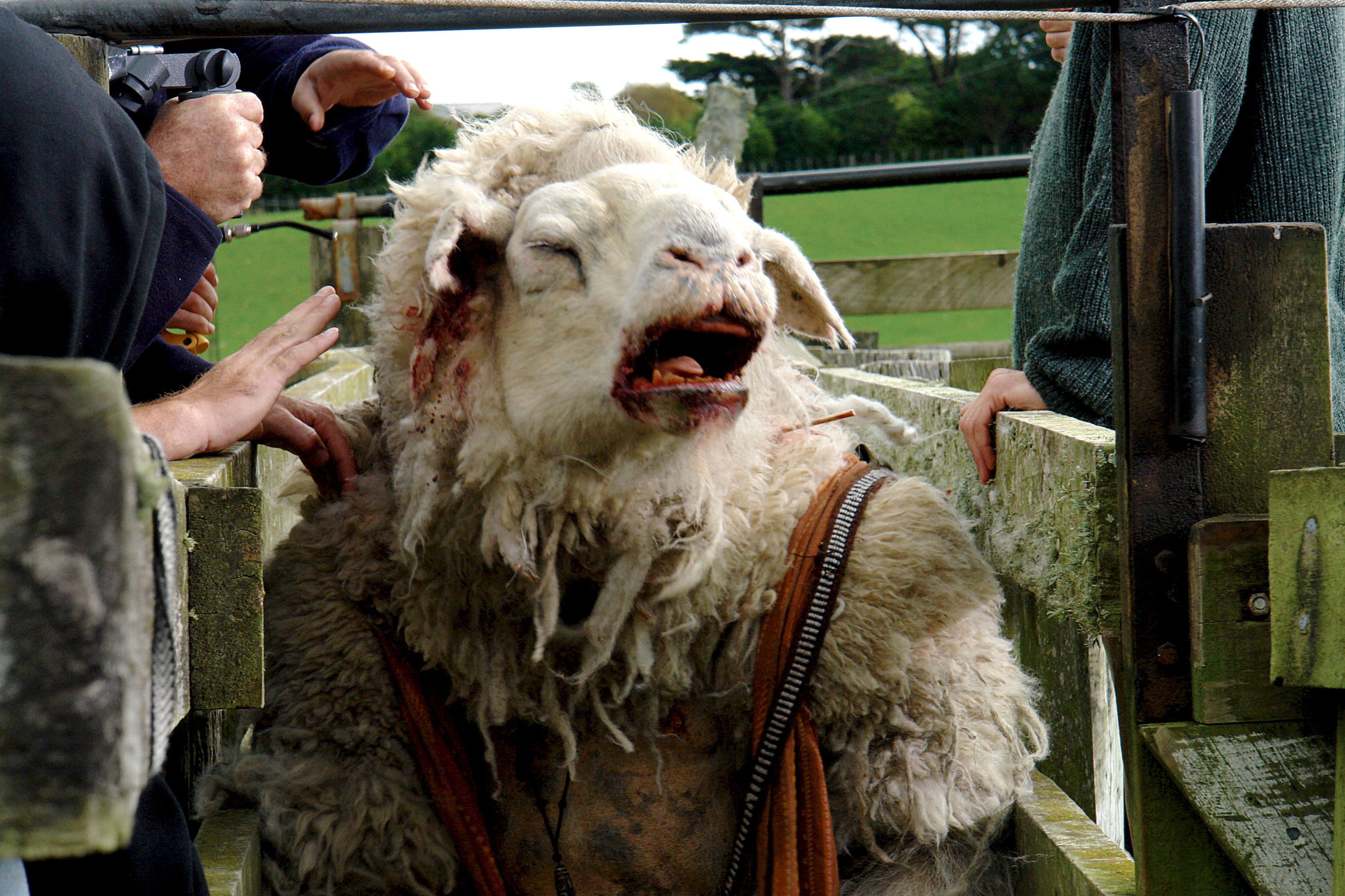 An evil sheep is put on the back of a truck