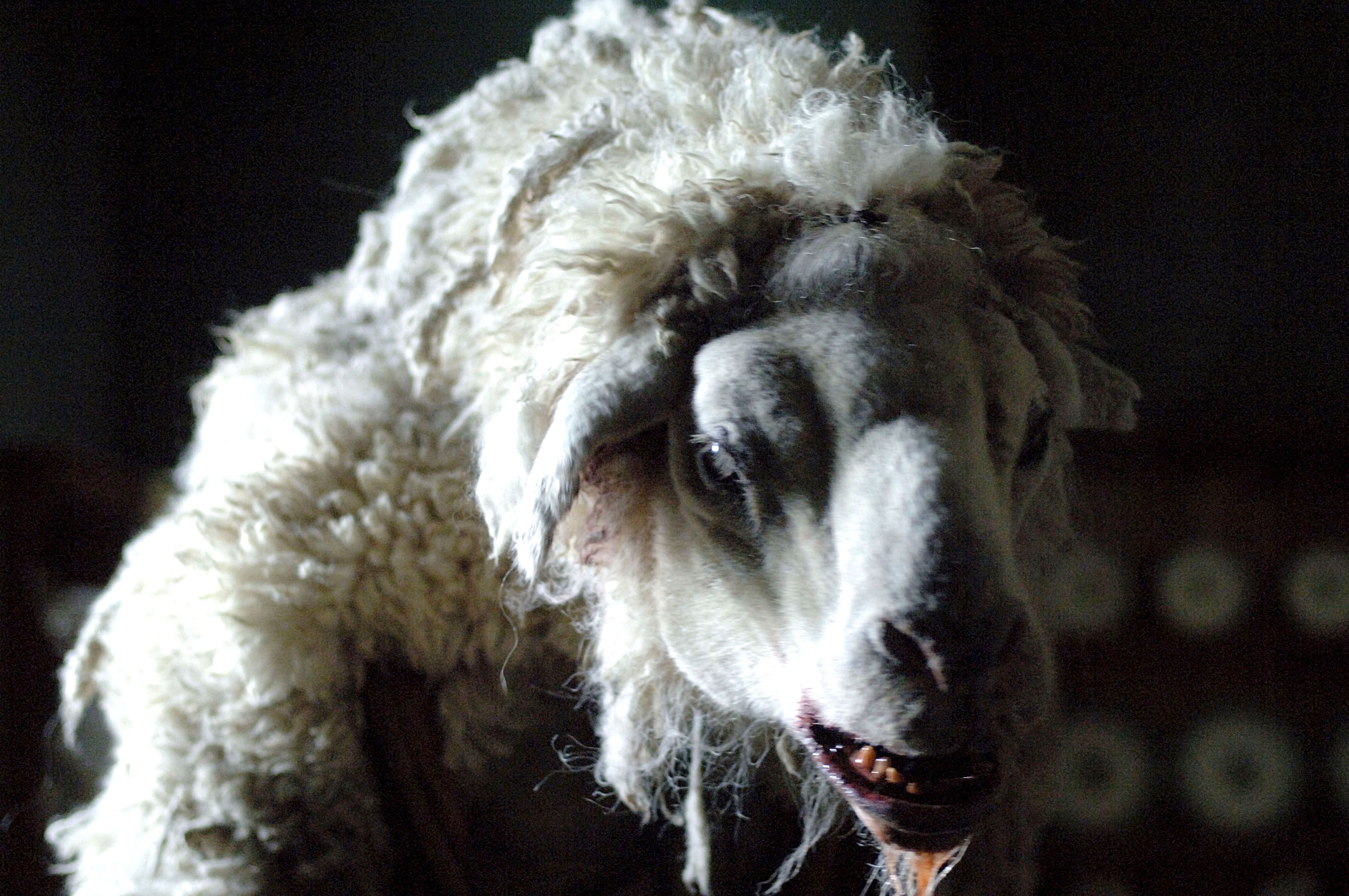 A killer sheep appears