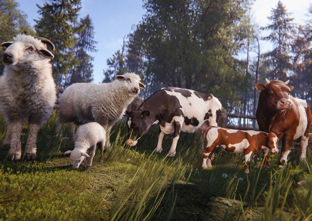sheep and cattle rust