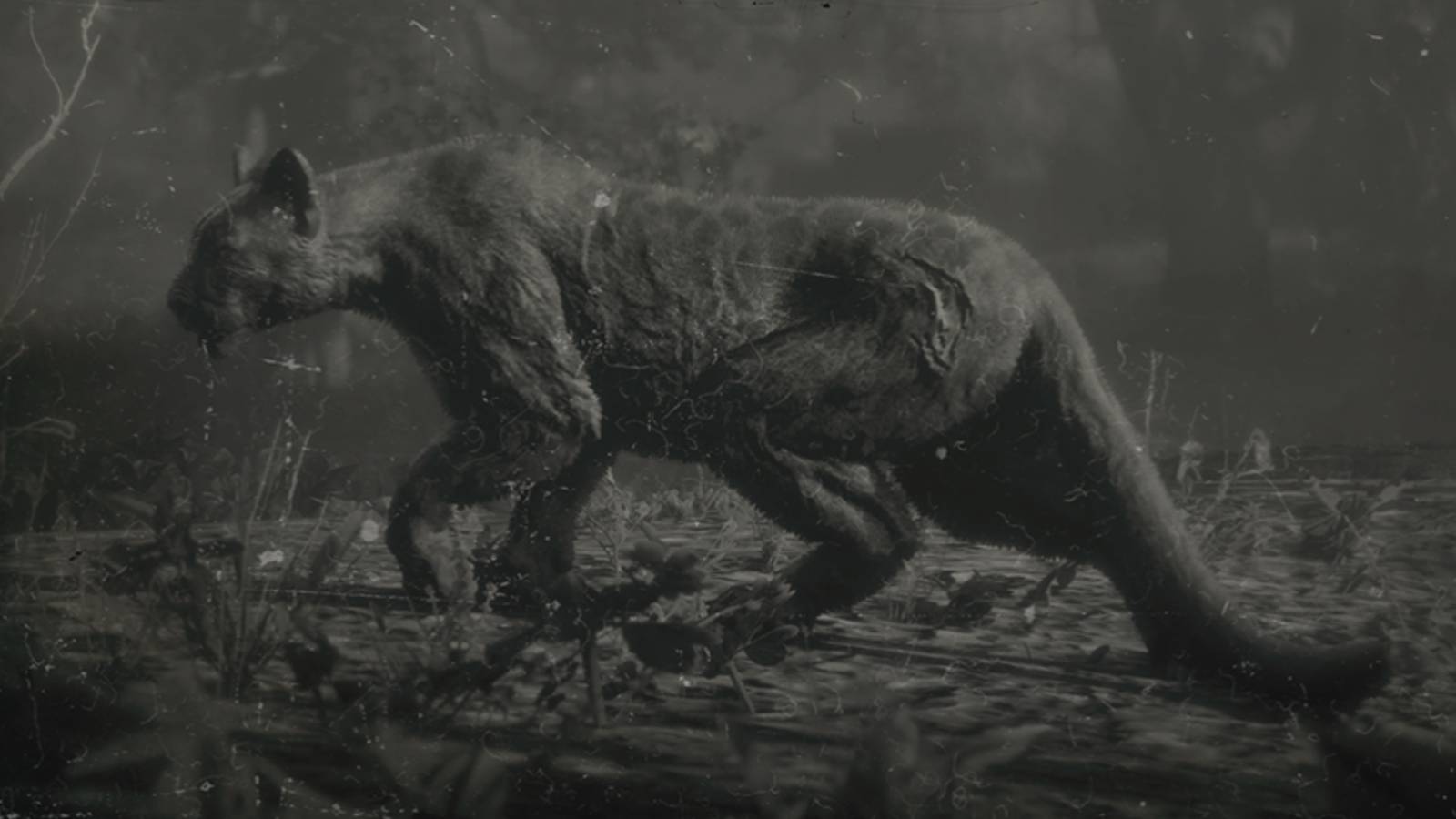 Find Red Dead Redemption 2 Legendary Animals guide with maps