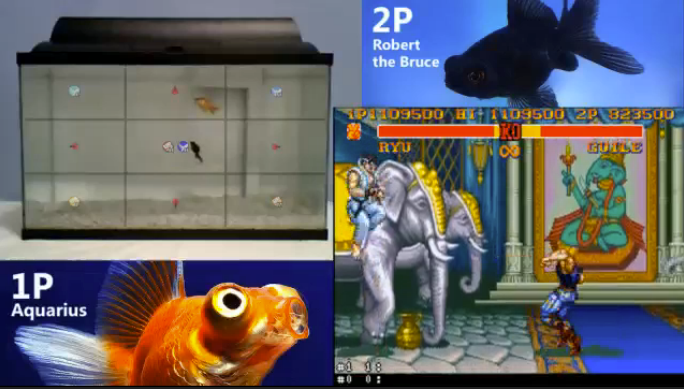 Two fish are playing Street Fighter 2 right now and you're missing it