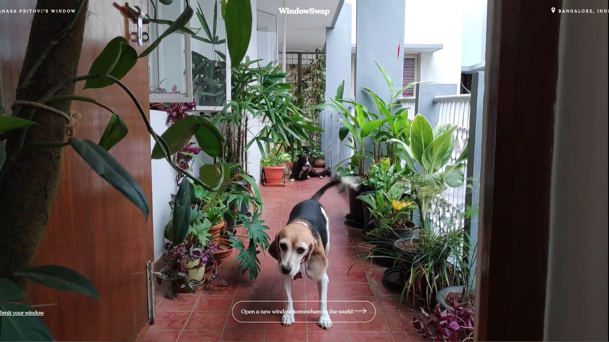 This website turns your browser into someone else’s window