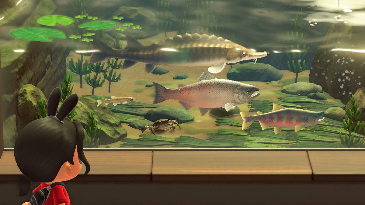 May Fish Animal Crossing: New Horizons - March list of new bugs and fish to catch