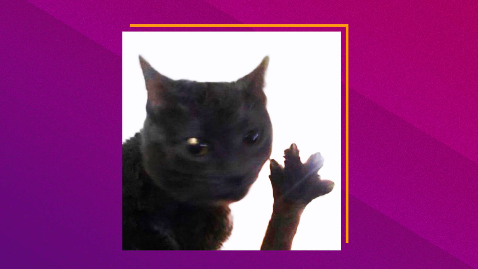 A graphic that layers a photo of a black cat over a white background and a pink and purple color gradient. The cat is holding its foot up and has its four little toes spread wide.