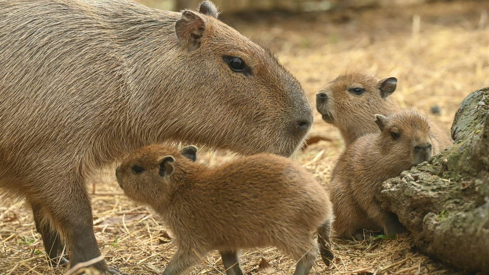 Capybara audio and memes are taking over TikTok