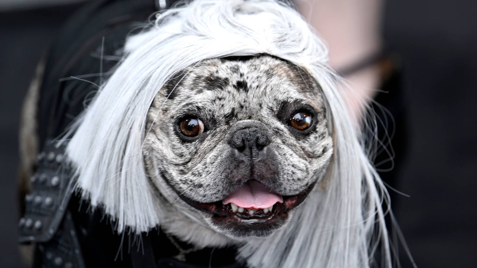 The dog in love with Henry Cavill went to the Witcher premiere