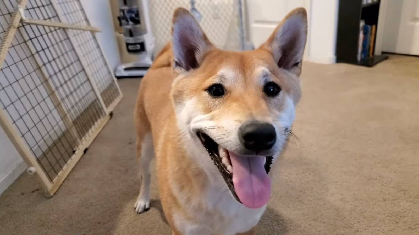 Awesome Games Done Quick 2024 features first dog-controlled speedrun