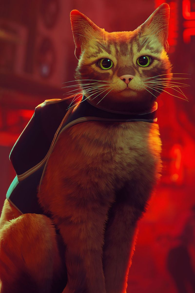 Stray | Polygon.com